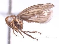 Nesocerus mananarensis image
