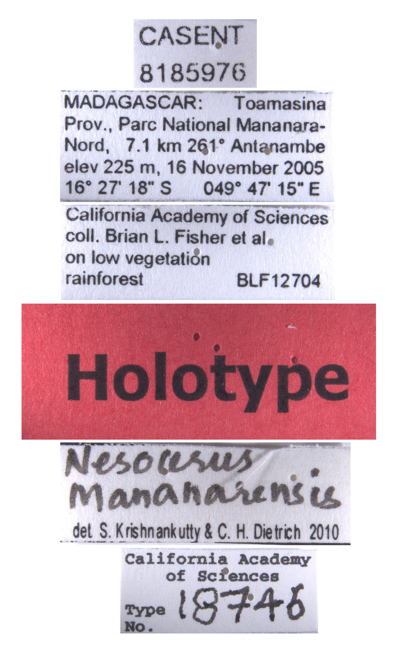 Nesocerus mananarensis image