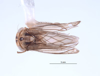 Nesocerus nanus image