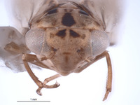 Nesocerus nanus image