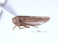 Nesocerus nanus image