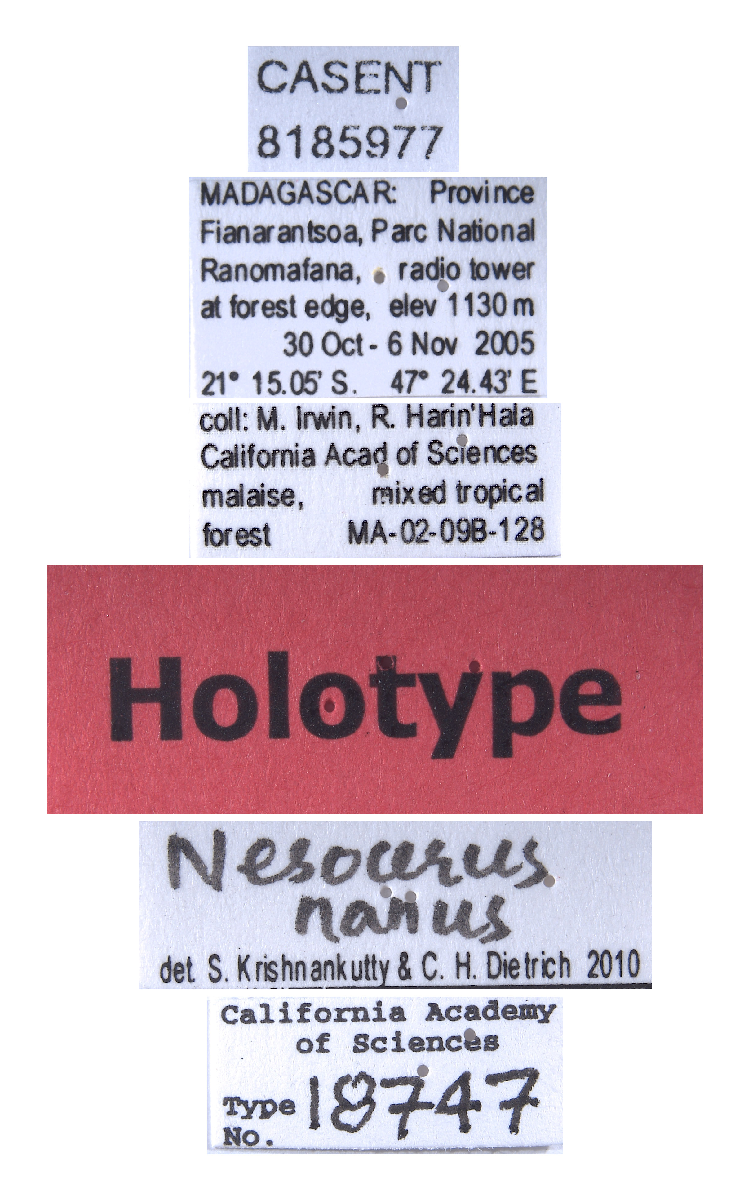 Nesocerus nanus image