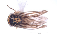 Nesocerus nigrum image
