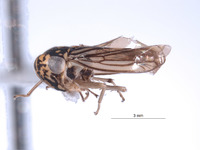 Nesocerus nigrum image