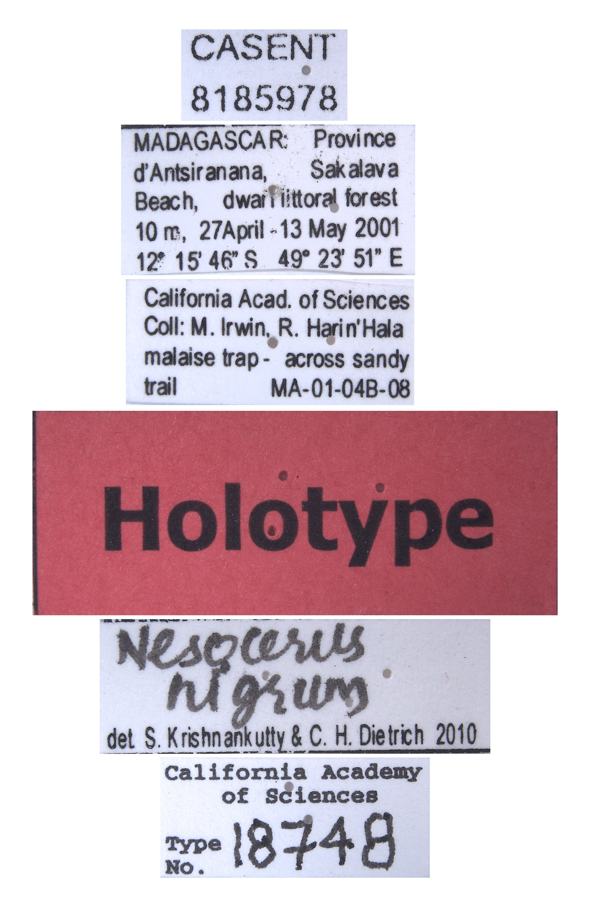 Nesocerus nigrum image