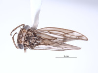 Nesocerus orbiculatus image