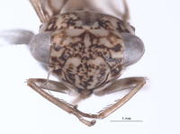 Nesocerus orbiculatus image