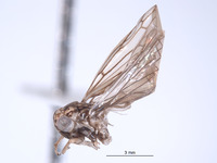 Nesocerus orbiculatus image
