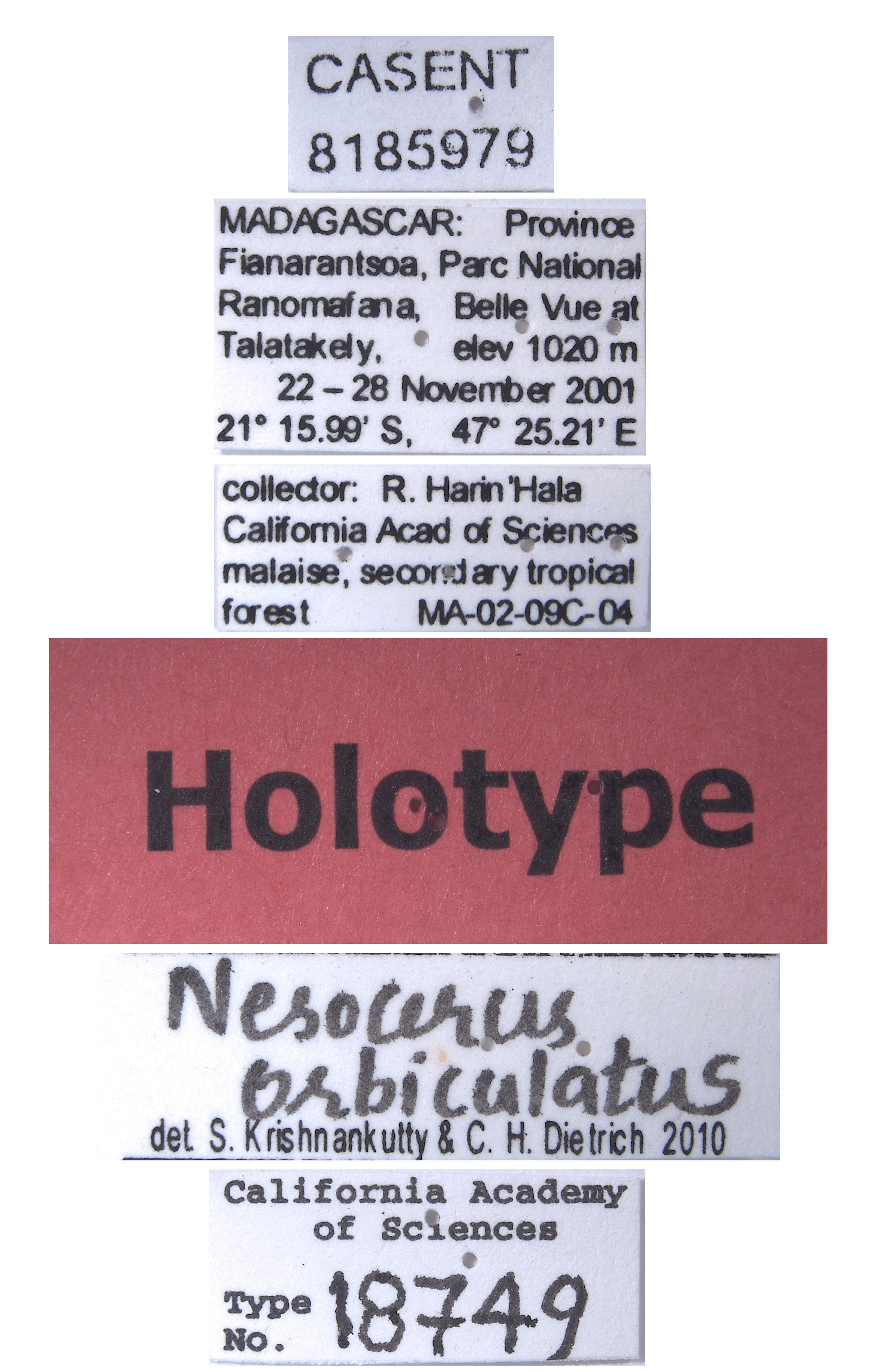 Nesocerus orbiculatus image