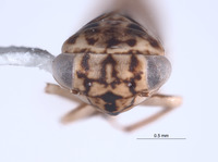 Nesocerus ranomafanaensis image