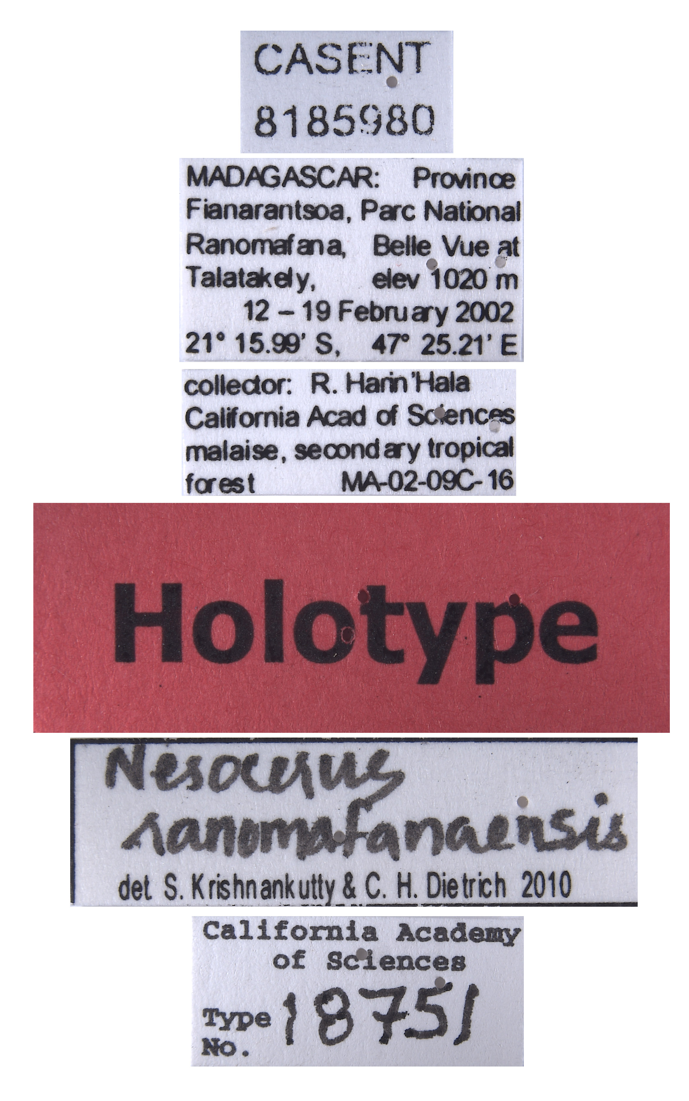 Nesocerus ranomafanaensis image