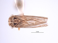 Nesocerus recurvus image