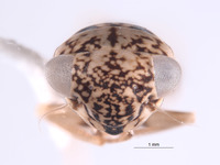 Nesocerus recurvus image