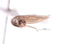 Nesocerus recurvus image