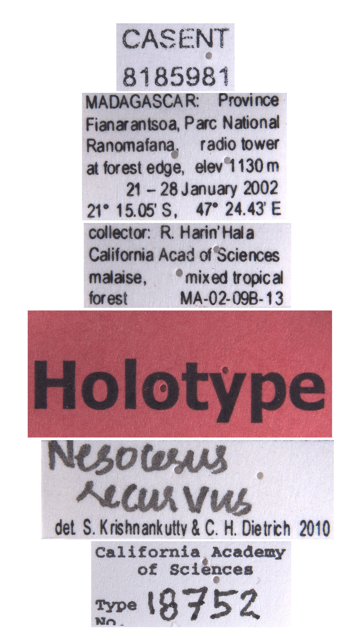 Nesocerus recurvus image