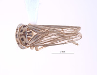 Nesocerus serratus image