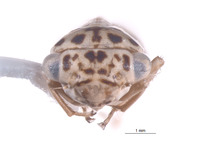 Nesocerus serratus image