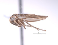 Nesocerus serratus image