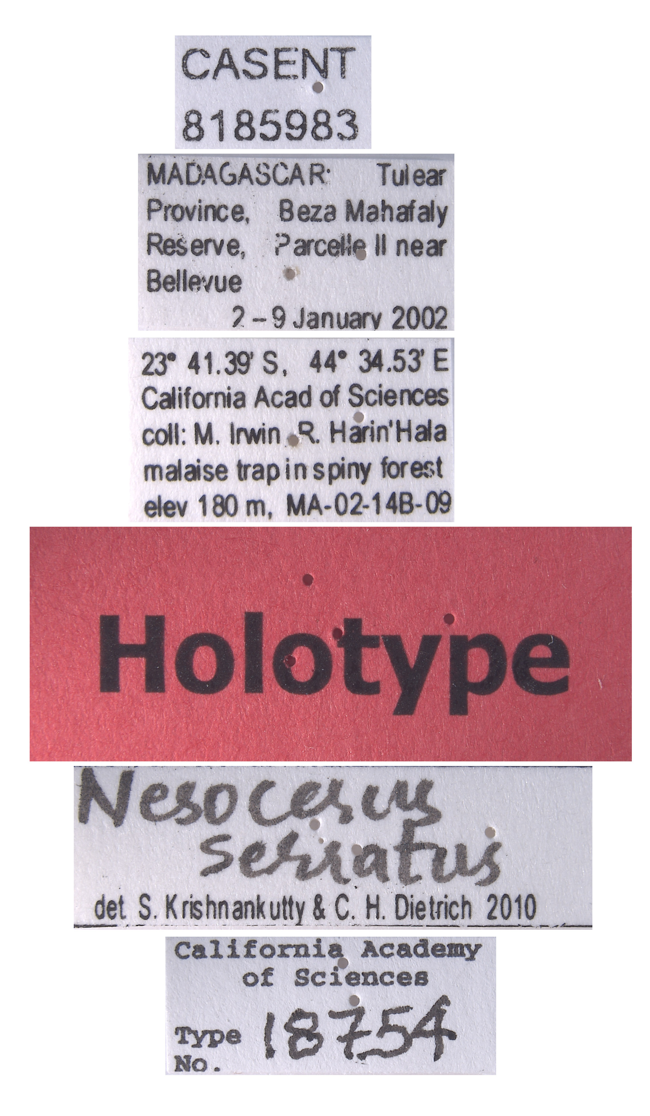 Nesocerus serratus image