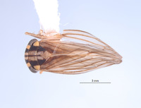 Nesocerus trilineatus image