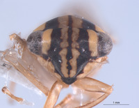 Nesocerus trilineatus image