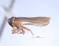 Nesocerus trilineatus image