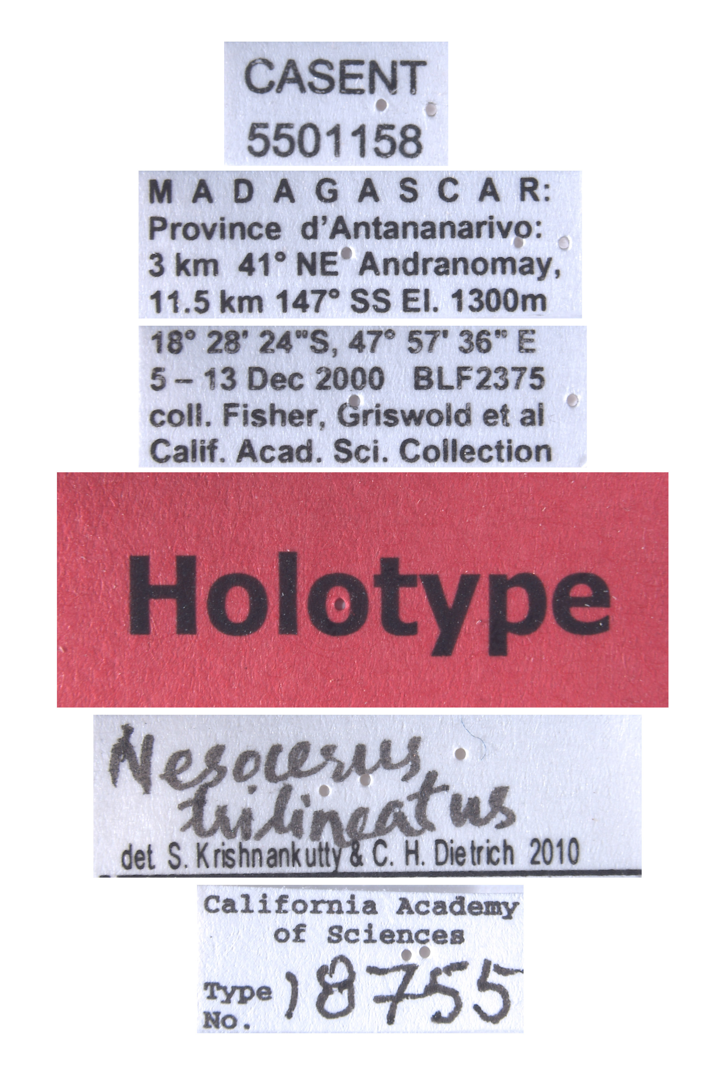 Nesocerus trilineatus image