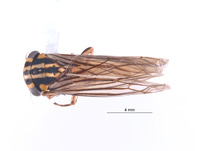 Nesocerus tristriatus image