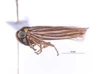 Nesocerus tristriatus image