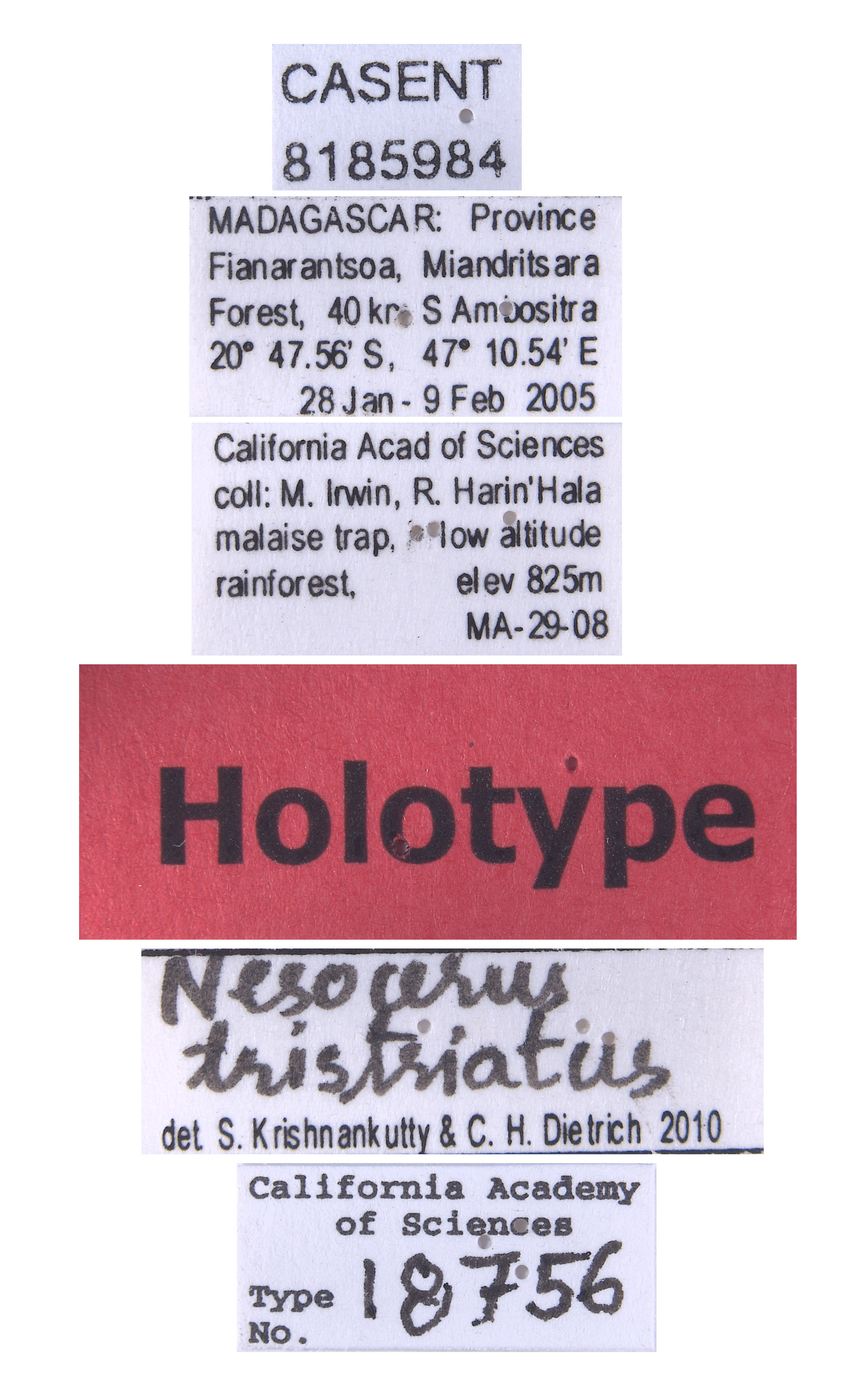 Nesocerus tristriatus image