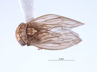 Nesocerus tulearensis image