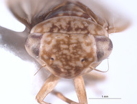 Nesocerus tulearensis image