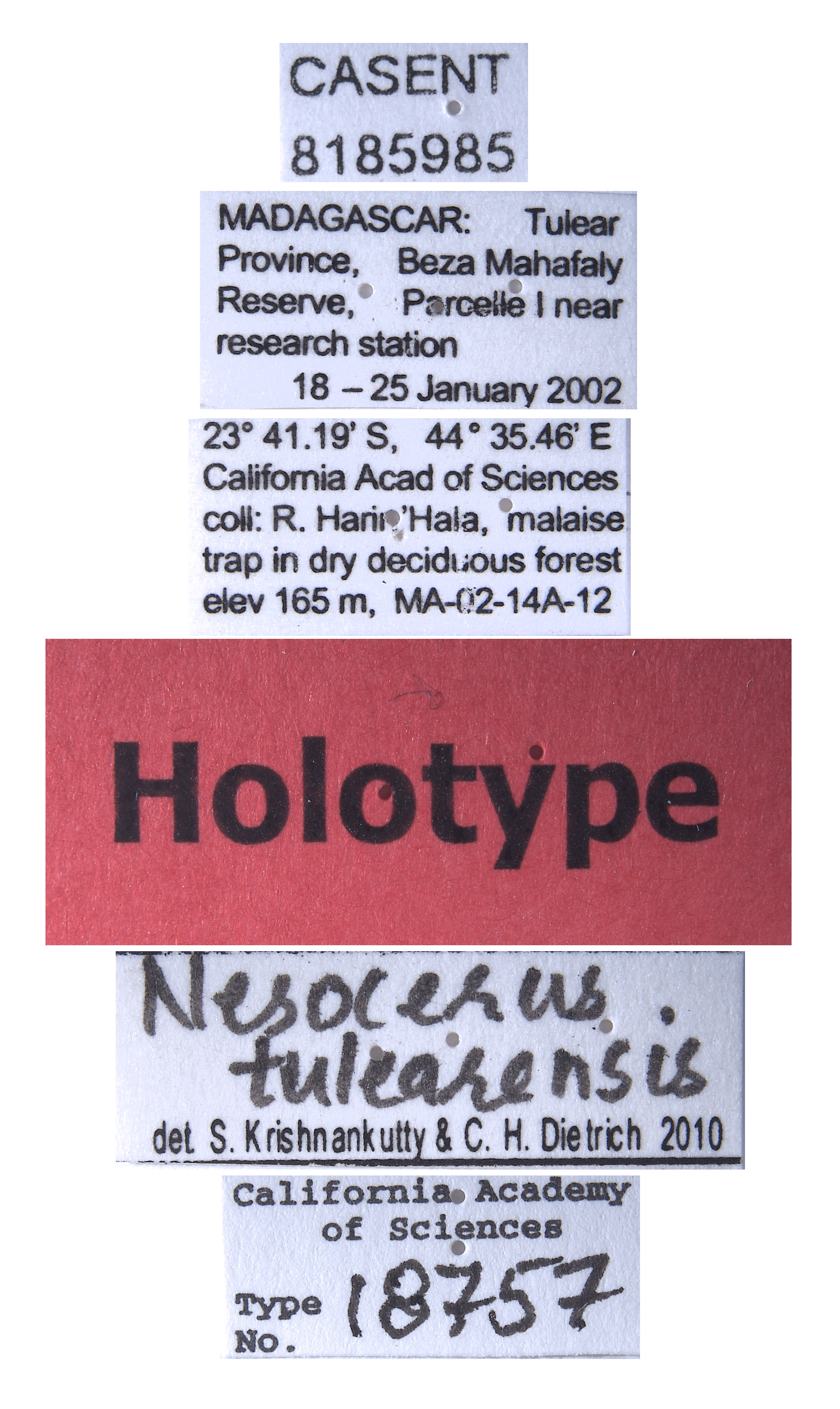 Nesocerus tulearensis image