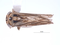 Nesocerus unimaculatus image