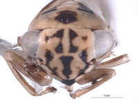 Nesocerus unimaculatus image