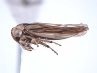 Nesocerus unimaculatus image