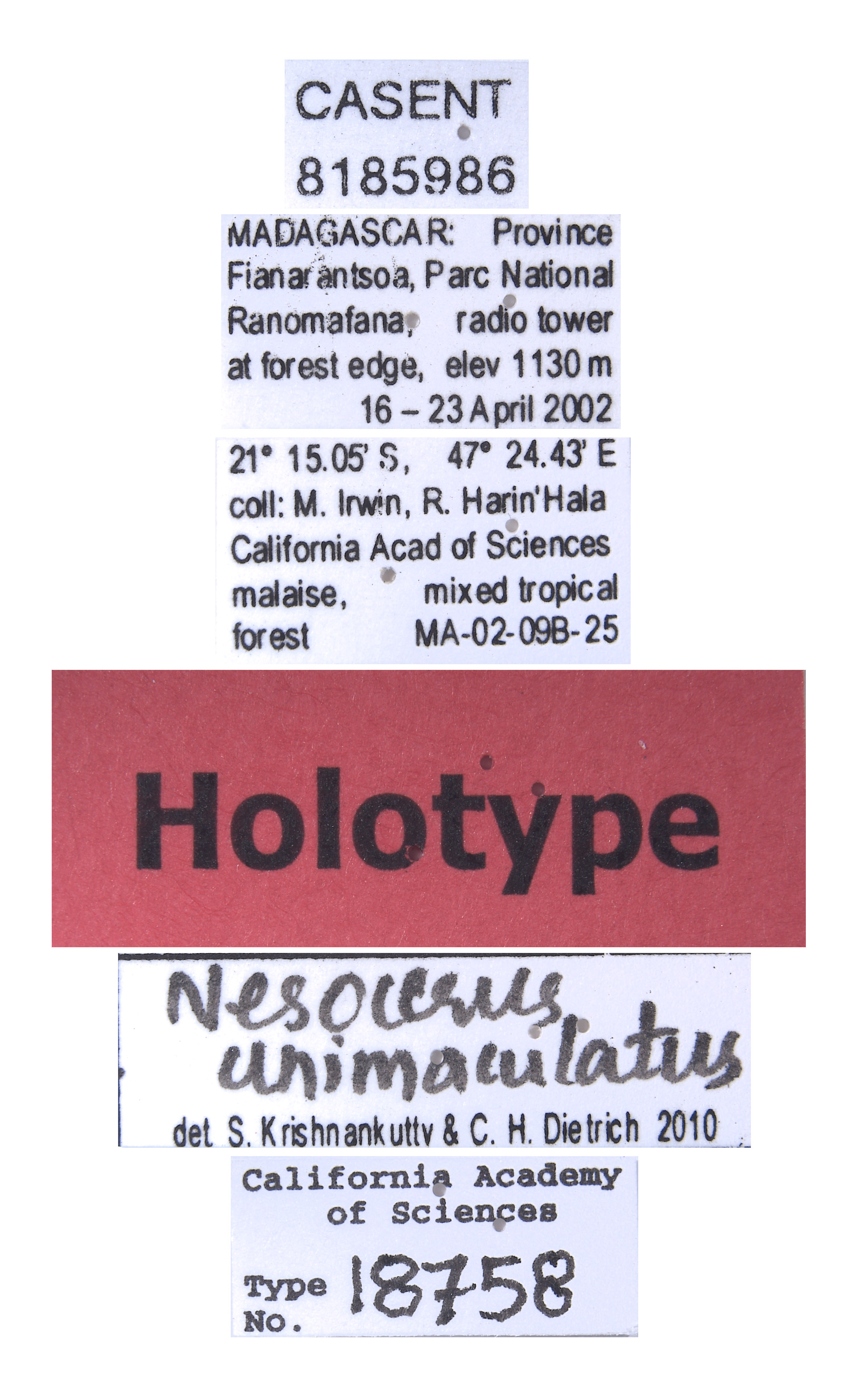Nesocerus unimaculatus image
