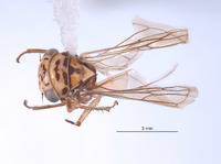 Nesocerus uniprocessus image