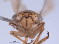 Nesocerus uniprocessus image