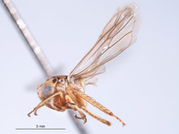 Nesocerus uniprocessus image