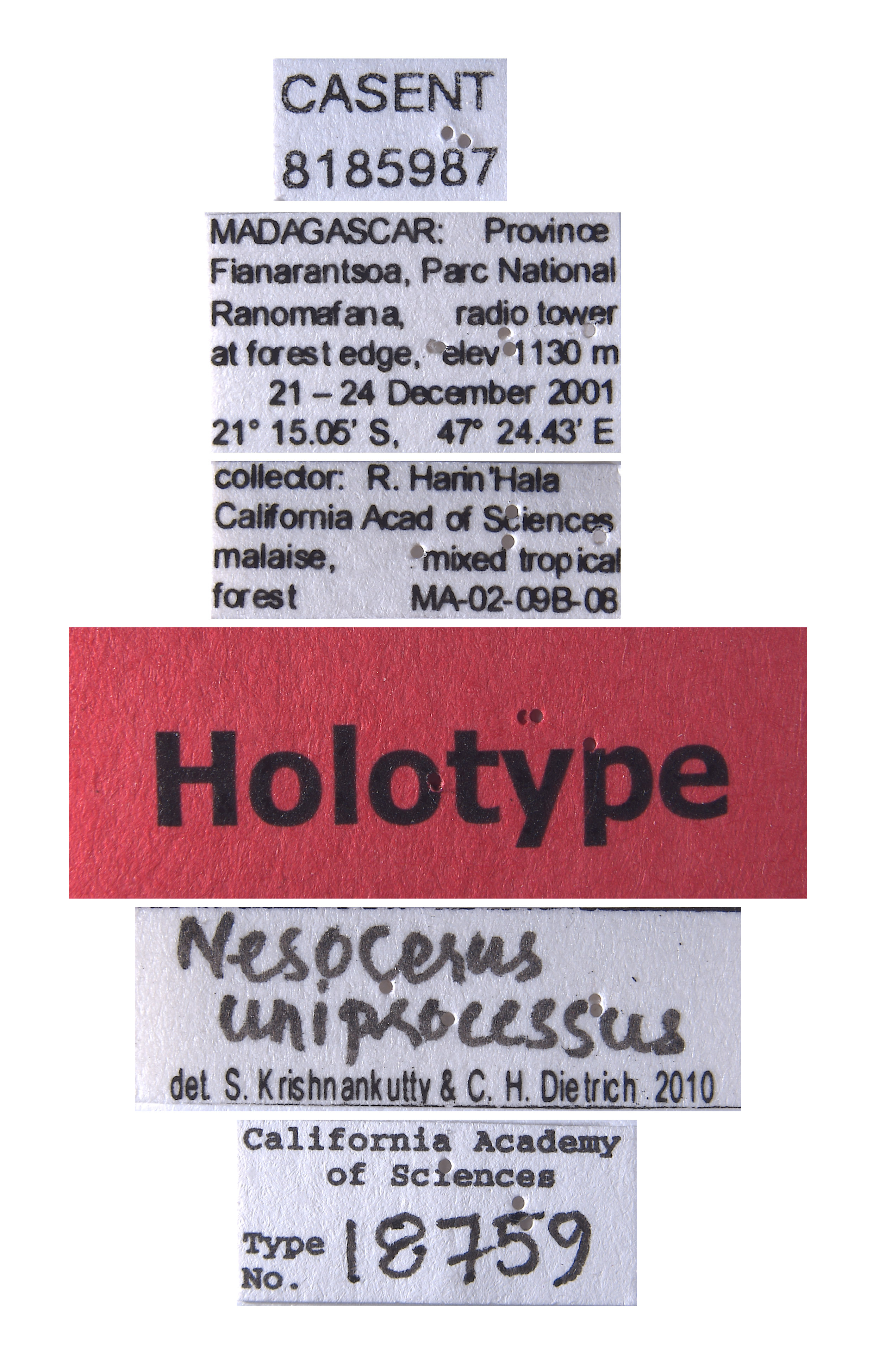 Nesocerus uniprocessus image