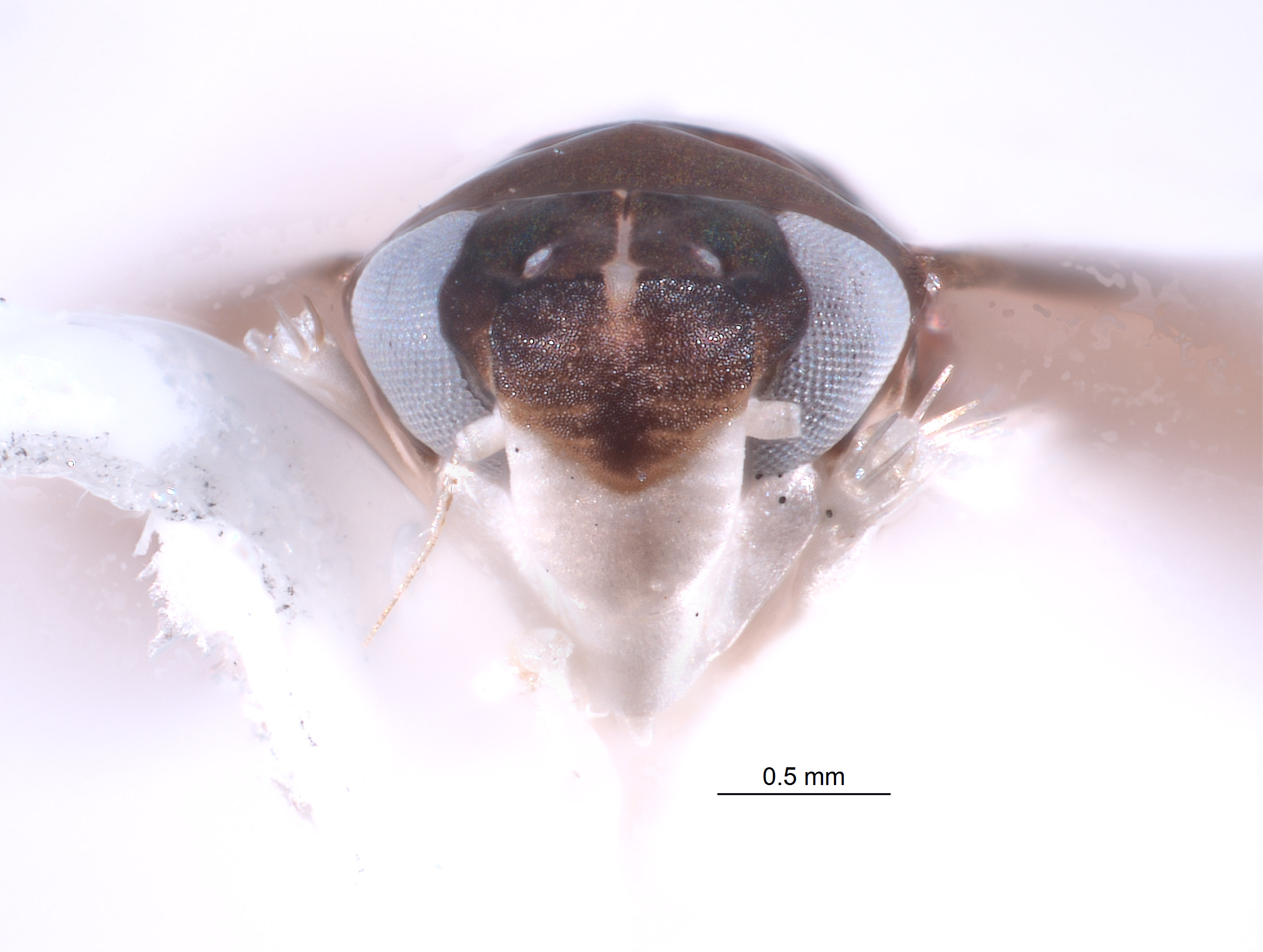 Ujna variabilis image