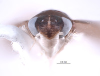 Ujna variabilis image