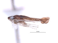 Ujna variabilis image