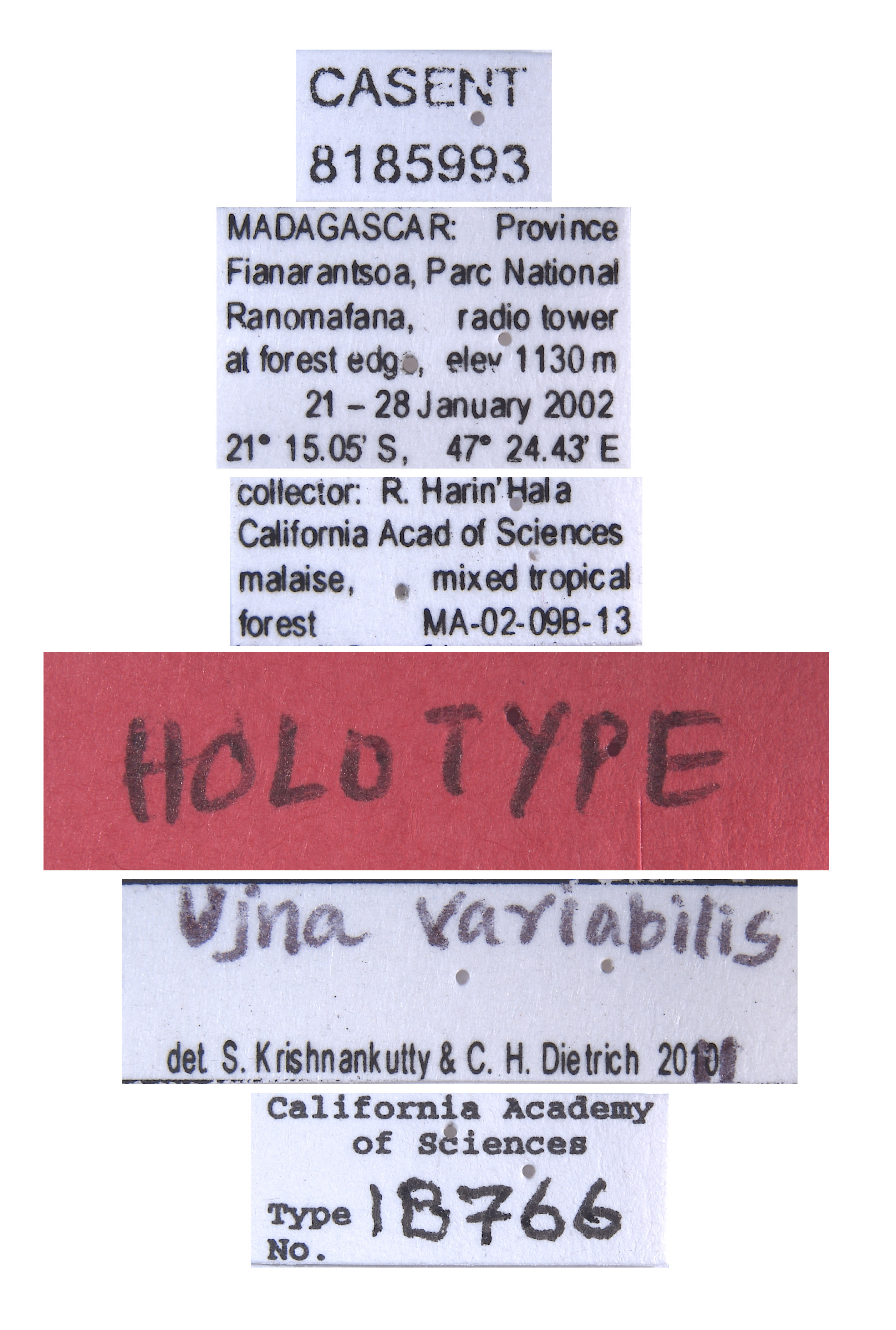 Ujna variabilis image