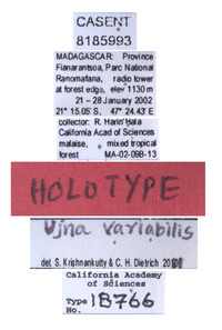 Ujna variabilis image