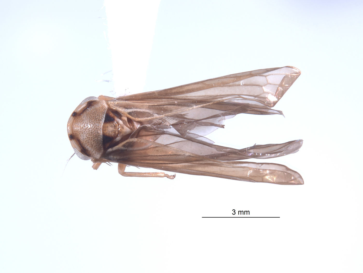 Agallidwipa biramosa image