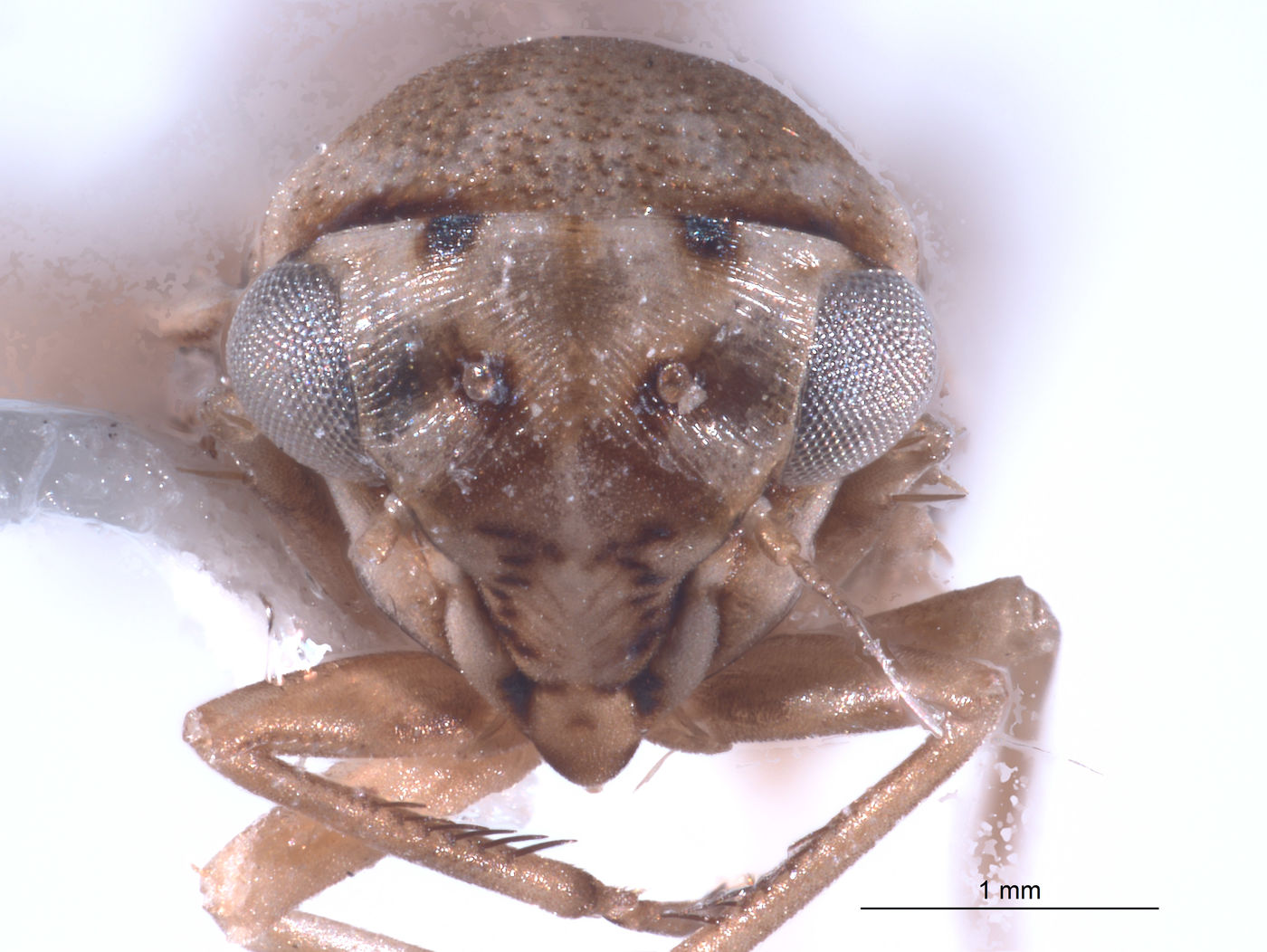 Agallidwipa biramosa image