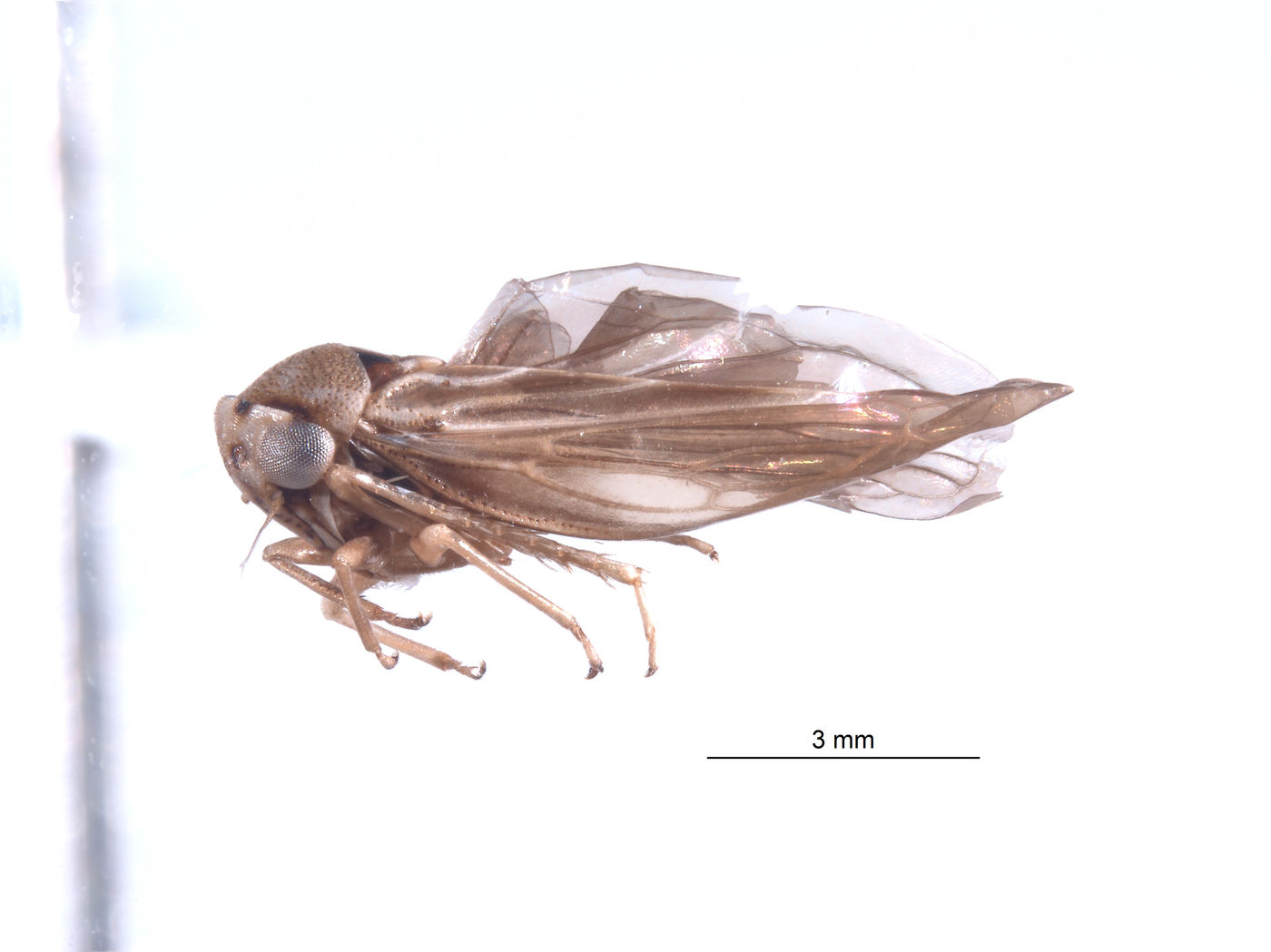 Agallidwipa biramosa image