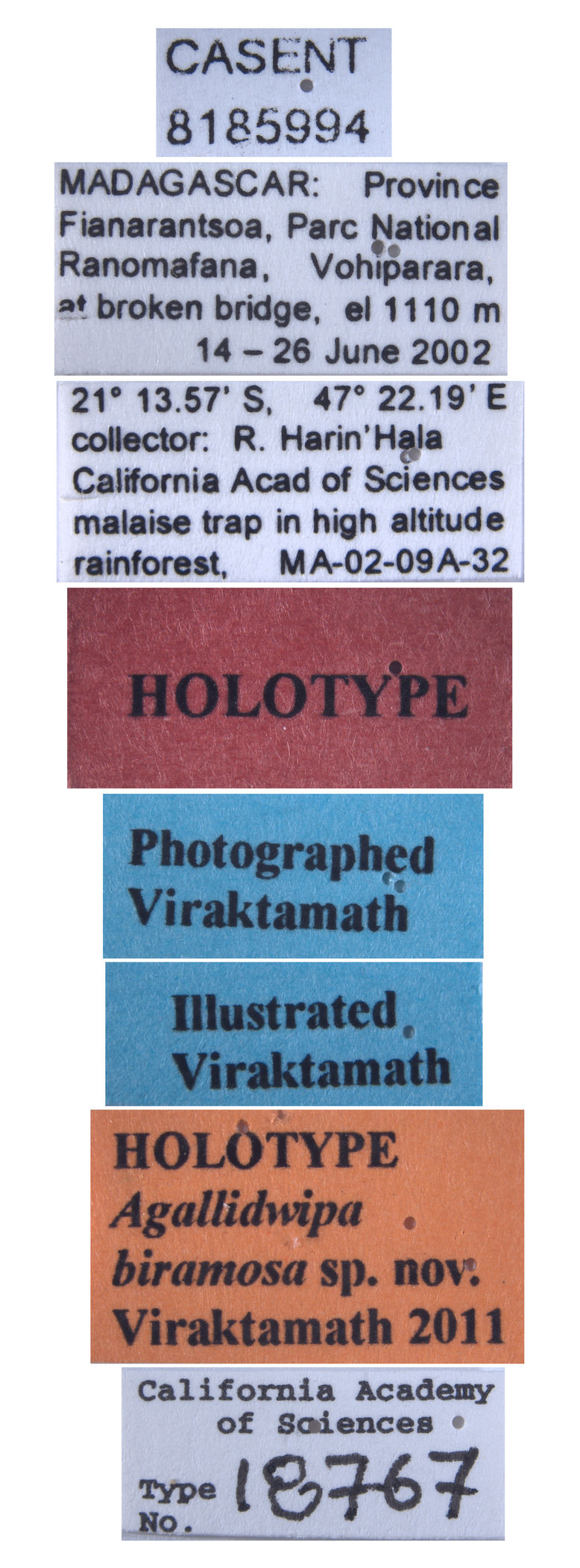 Agallidwipa biramosa image